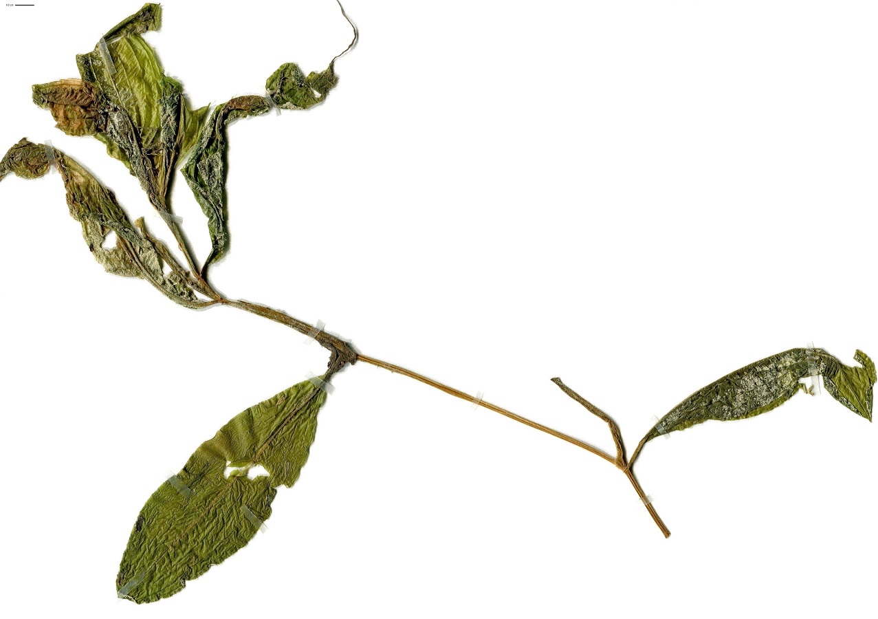 Potamogeton lucens (Potamogetonaceae)